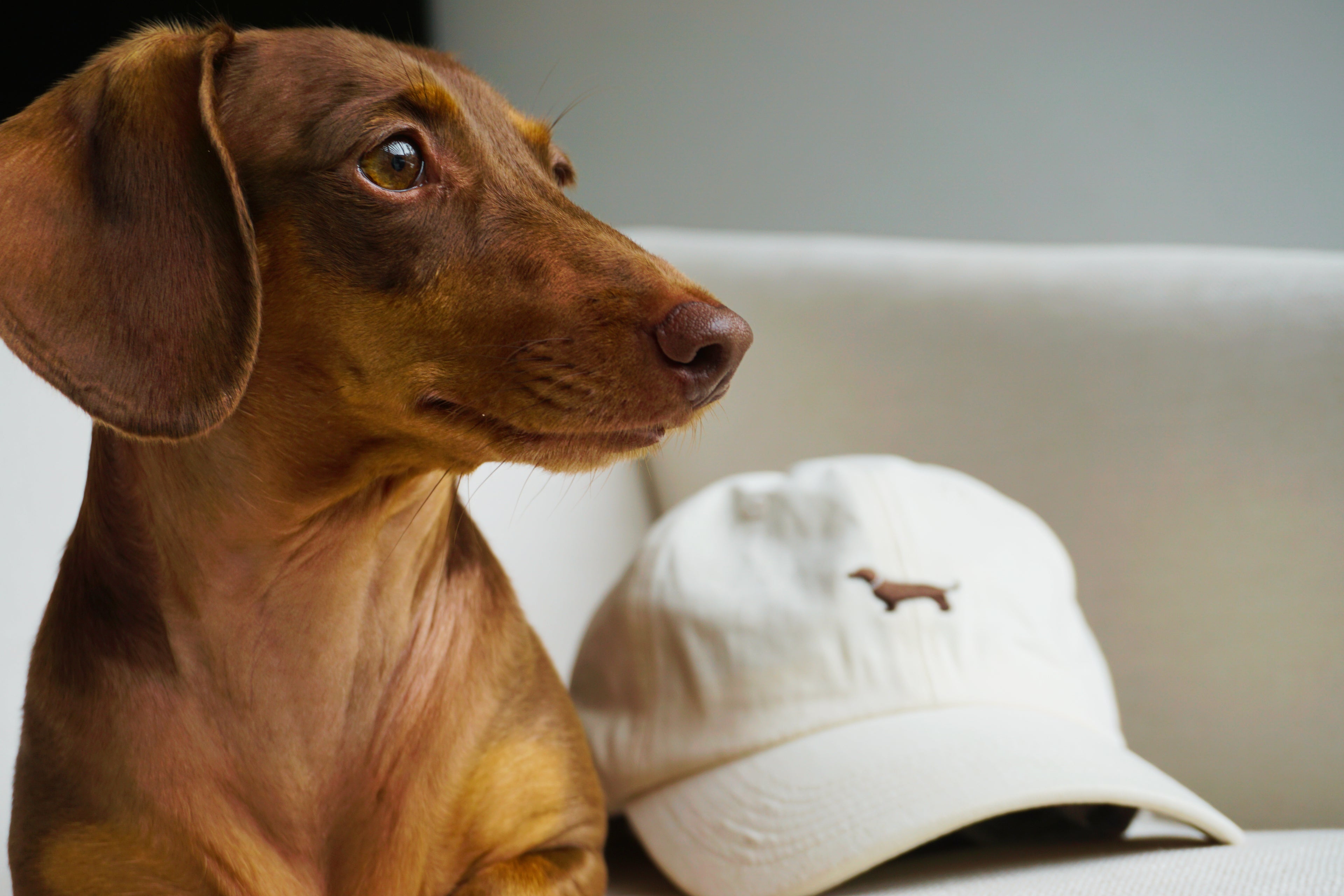 A brown dachshund sits beside a white baseball cap with a small brown dog silhouette logo on a light-colored sofa.