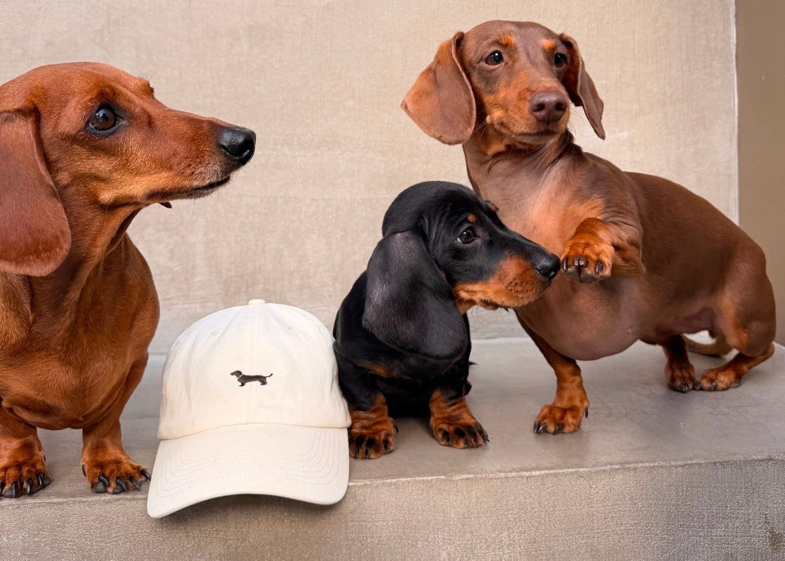 Three dachshund dogs are posed on a beige concrete ledge next to a white baseball cap with a small black dachshund silhouette logo. The background shows stacked metal cups and a glass window.
